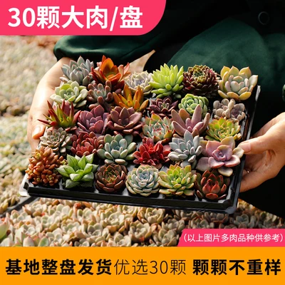Succulent 30 шт. смешанные суккулентные черенки 30 различных живых растений настоящее растение - Цвет: Succulent