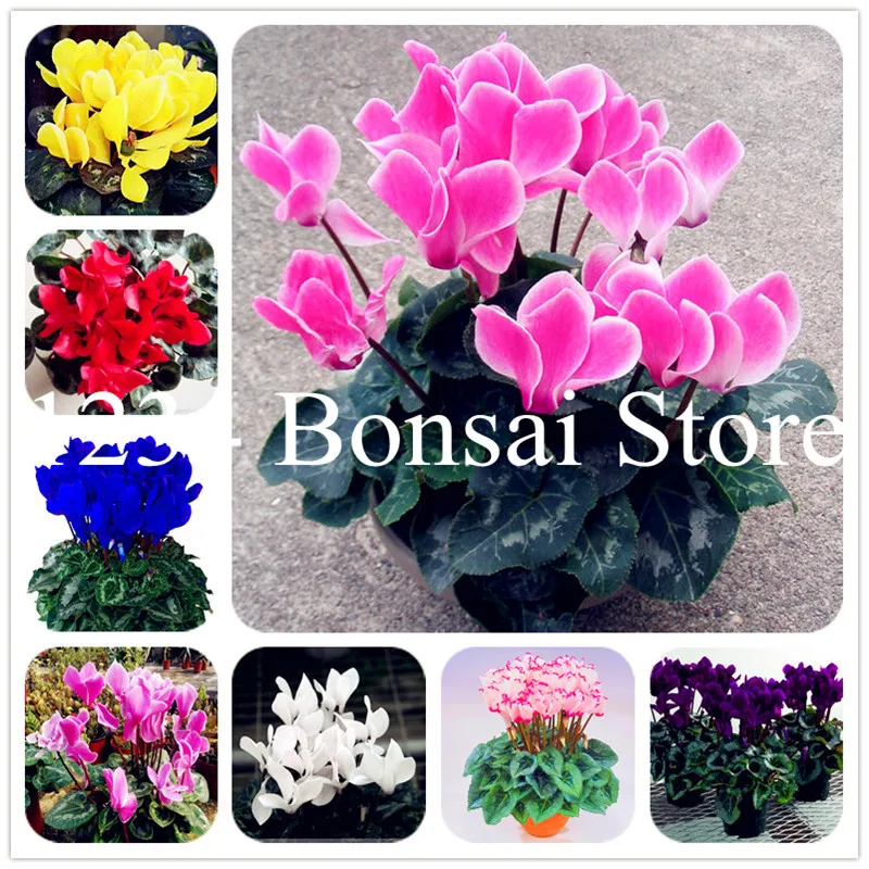 

100pcs Cyclamen Flower Bonsai,DIY Potted Plant,Indoor Miniature Garden Bonsai Flower Natural Growth for Home Garden Easy to Grow