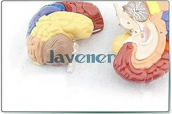 

Human Anatomical Brain Function Anatomy Medical Model Professional Colorful