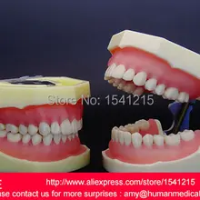 Зубы медицинские, зубные протезы Стоматологическая обучающая оральная модель, Стоматологическая модель зубов, стандартная модель DENTITION-A-GASEN-DEN021