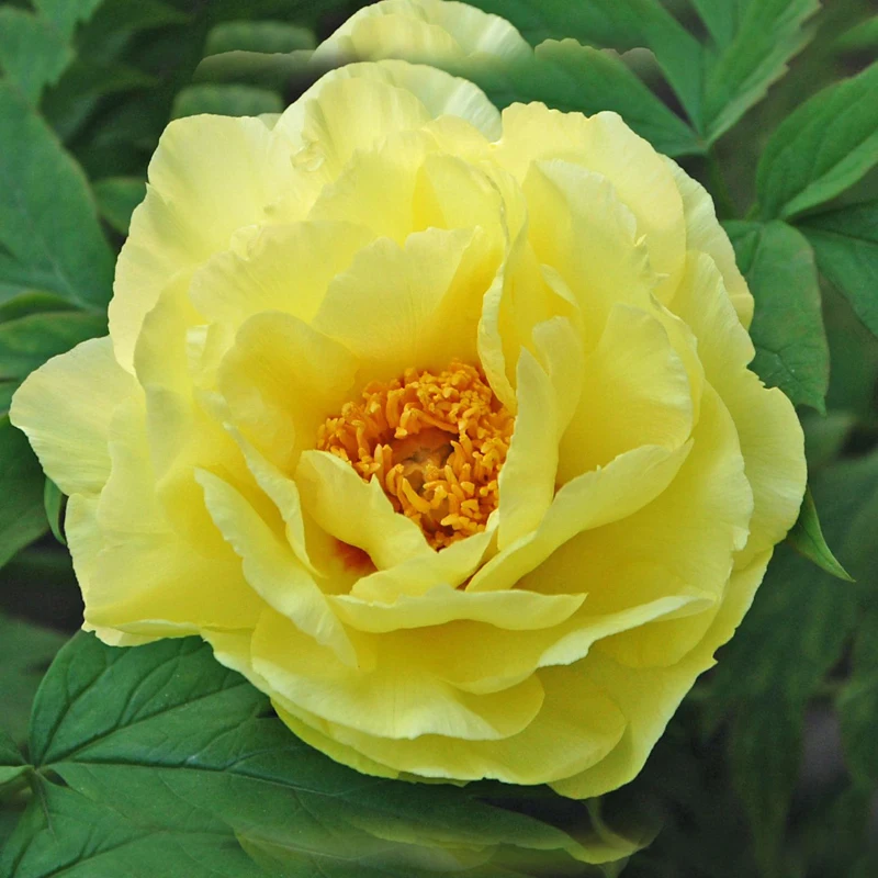 Buy Rare Chinese Yellow Peony Seeds