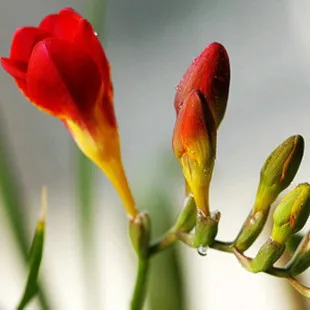 

Ture freesia bulbs flower , Indoor Pot Flowers Orchids, Freesia Rhizome flower bulbs, Floral quiet home garden plant-2bulbs