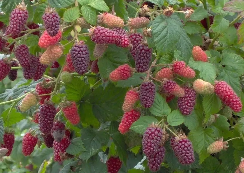 bonsai 50pcs Raspberry fruit plants Scottish Cross Tayberry Raspberry Heirloom bonsai 50pcs Raspberry fruit plants Scottish Cross Tayberry Raspberry Heirloom