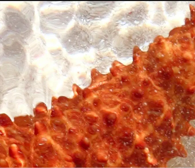 Фото обои 3d полы Морская звезда цветы самоклеющиеся для детской комнаты
