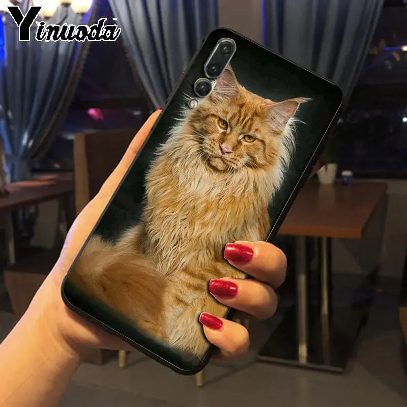 pet maine coon cat