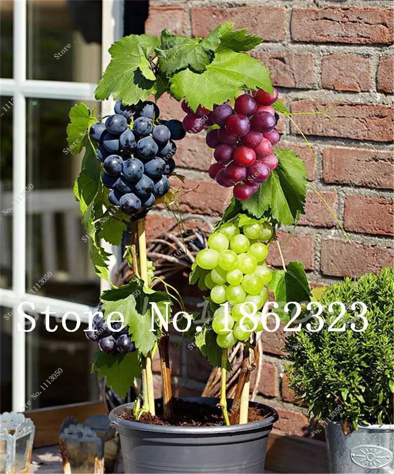 

Hot Selling 100 pcs Mixed Succulent Grape Bonsai Mini Red Grapes Bonsai Fruit Tree DIY Home Garden Potted Plant Fruit Tree