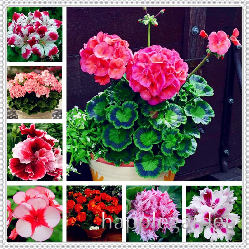 

50 Pcs Geranium Bonsai Rare Variegated Geranium Flower Potted Winter Perennial Pelargonium Plant for Home Garden Planting