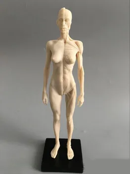 

30cm Art Mannequin Musculoskeletal Anatomical Model Structure of Human Body Model CG Art Painting Sculpture Model Male/female