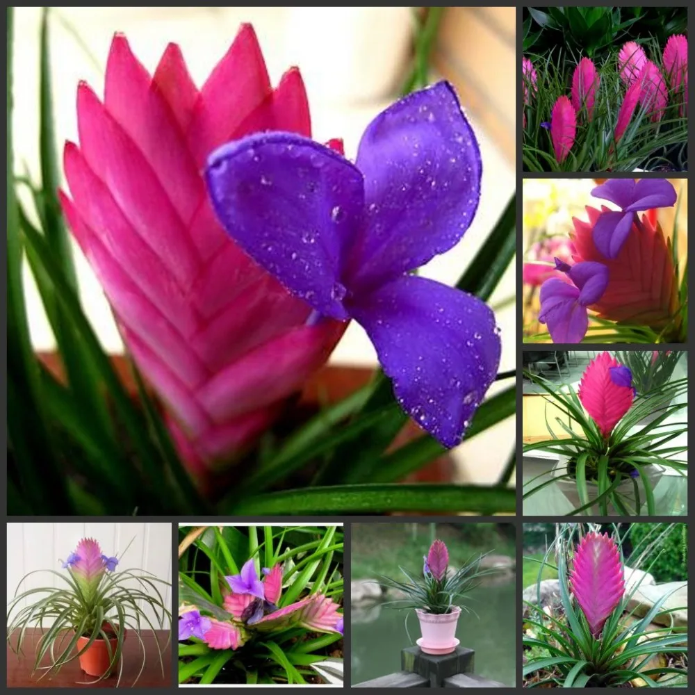 

10pcs Fresh Real Tillandsia cyanea Linden - Zihuafengli - Bonsai Flower Plant Semillas sementes