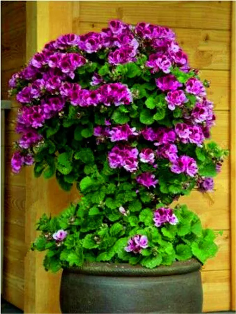 100 szt rzadkie wspinaczka Geranium Pelargonium Peltatum drzewo Bonsai wieloletnich kwiat kryty pokoje ogród doniczkowa roślina Easy rosną tanie i dobre opinie Kwitnące rośliny Mini duże małe średnie Wykluczone Bardzo proste Upiększających Rośliny ogrodowe Subtropikalnych 100 szt rzadkie wspinaczka Geranium Pelargonium Peltatum drzewo Bonsai wieloletnich kwiat kryty pokoje ogród doniczkowa roślina Easy rosną tanie i dobre opinie Kwitnące rośliny Mini duże małe średnie Wykluczone Bardzo proste Upiększających Rośliny ogrodowe Subtropikalnych