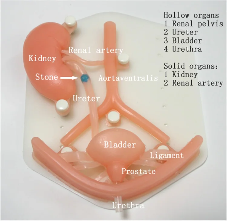 Силиконовый орган мочевой системы, Лапароскопическая тренировка