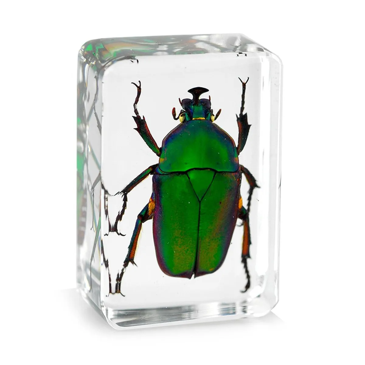 

4.5x3x2cm Transparent Insect Specimen Rose Chafer Beetle Animal Insect Display Specimen Educational Supply Biological Collection