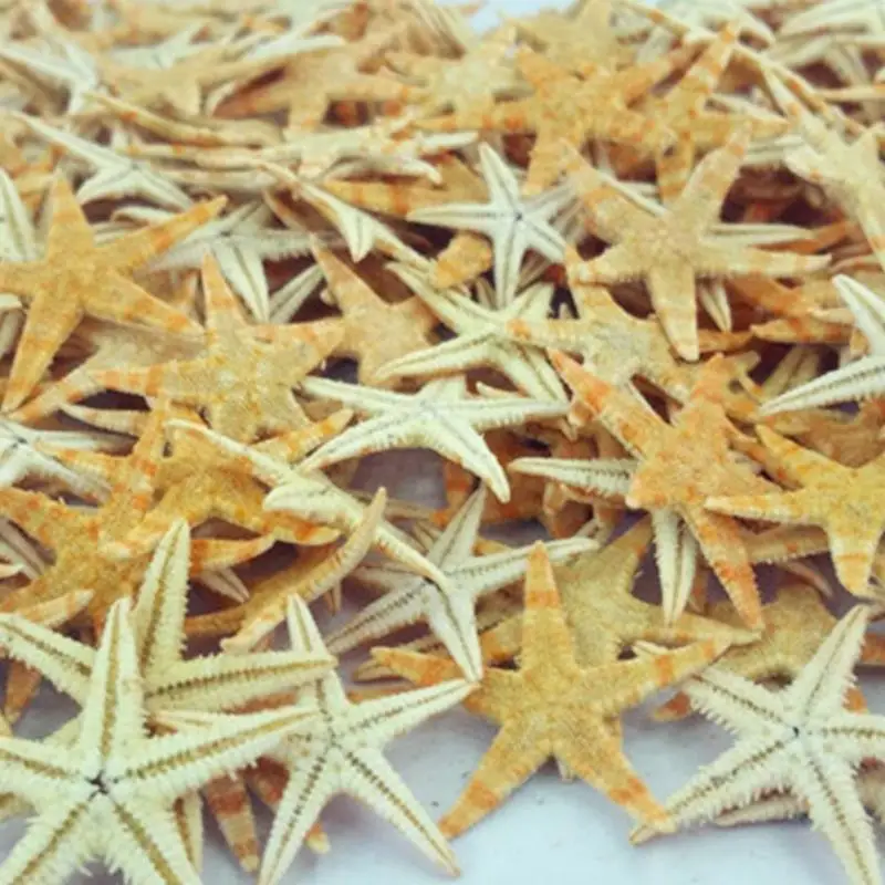 100pcs Mini Starfish Star Sea Shell Beach Craft Natural Sea Stars DIY Beach Wedding Decoration Size:2-3cm Crafts Home Decor