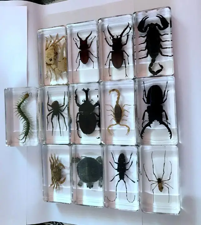 

FREE SHIPPING 13 Pcs Vintage Mixed Yqtdmy Style Insect Clear Design Jewelry
