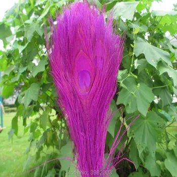 

Wholesale 100pcs Beautiful rose Peacock Feather Eye Length 10-12 inch / 25-30 cm DIY Hat Wedding Celebration Decoration