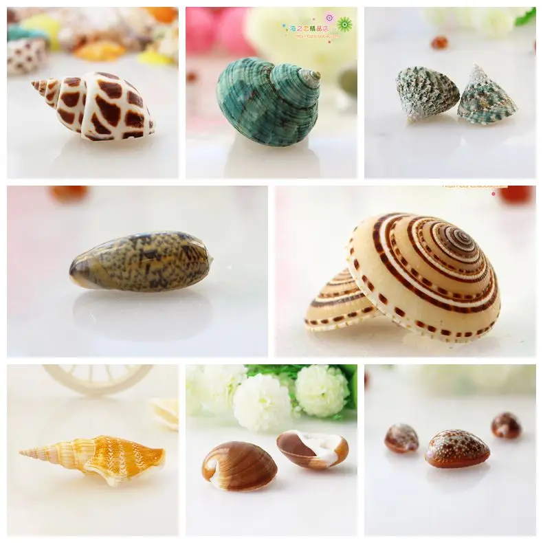 

Natural Shell Small Conch Mini Treasure Snail Set Micro Landscape DIY Ornaments Home Furnishings Fish Tank Ornaments Gifts Craft