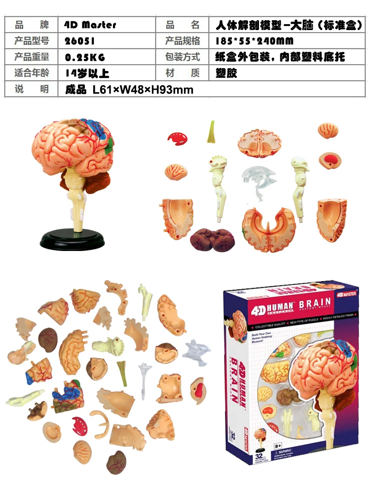 

4D Science Assemble Blocks Human Body Zombie Skeleton Anatomy Skull Brain Torso Heart Anatomy Model Puzzle Medical Science Toys