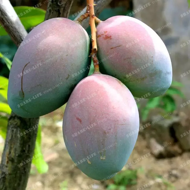 2 предмета манго бонсай мини Mangifera Indica дерево бонсай редкий Органическая вкусный плодовые бонсай растения «сделай сам» для дома и сада - Цвет: 4