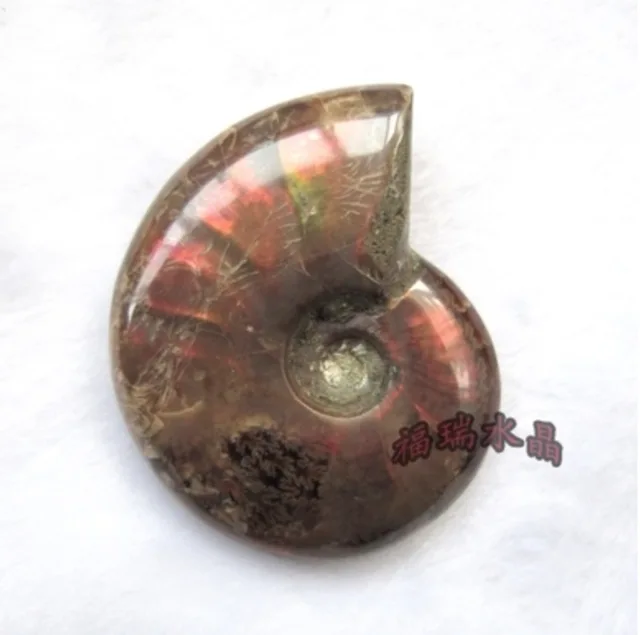 Best Price RARE Iridescent AMMONITE AMMOLITE SHELL GEM FOSSIL SPECIMEN HEALING Raw Mineral Specimens Ore Energy Stone Wholesale30G--40G Best Price RARE Iridescent AMMONITE AMMOLITE SHELL GEM FOSSIL SPECIMEN HEALING Raw Mineral Specimens Ore Energy Stone Wholesale30G--40G