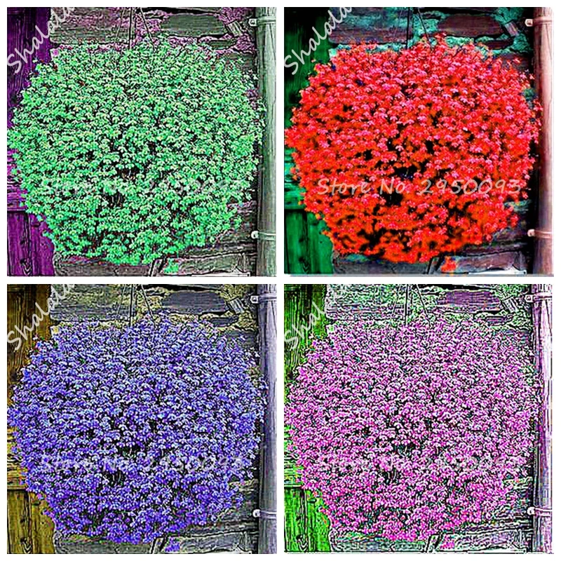 

100 pcs/ bag Bonsai Hybrid Color Flax Outdoor & Indoor Herb Potted Hanging Flower Plant for Home Garden Planting Easy Grow