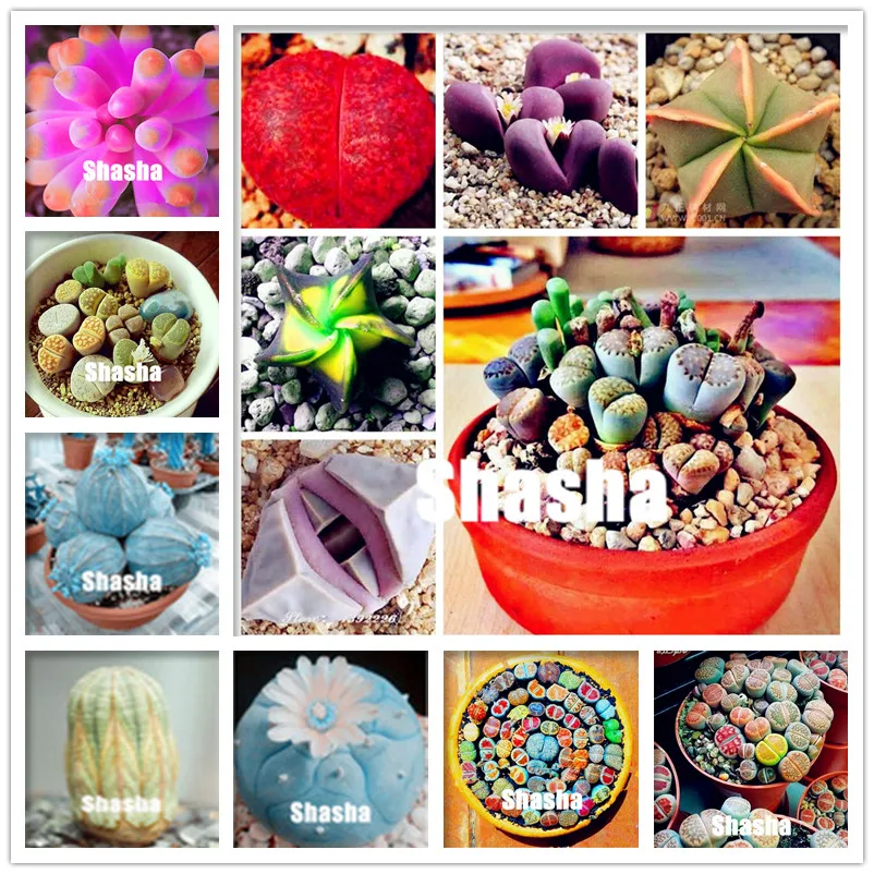 

200 pcs mix-color lithops plants lophophora stone flower indoor bonsai tree succulents plantas para jardin for garden decoration