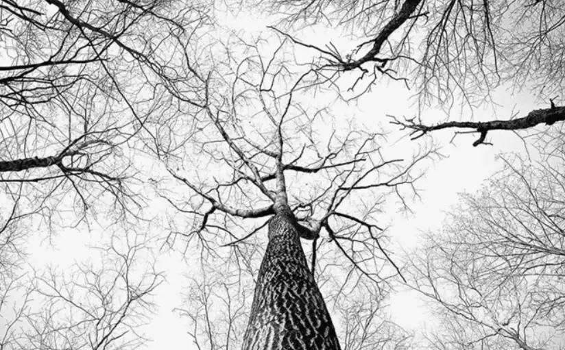 Black and white minimalist branches forest atmosphere TV background wall window mural wallpaper Black and white minimalist branches forest atmosphere TV background wall window mural wallpaper