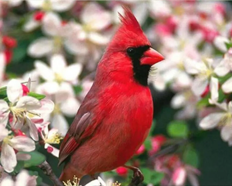 800-640-brid (104)