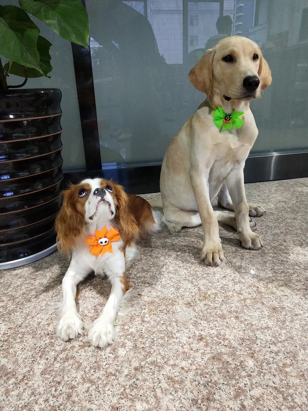 IMG_20180912_173115(1pg