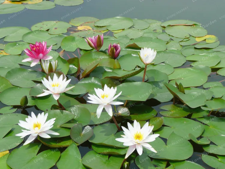 5 шт. Nymphaea Лотос бонсай Nymphaea Caerulea азиатская водяная Лилия подушка цветок пруд бонсай украшения сада завод