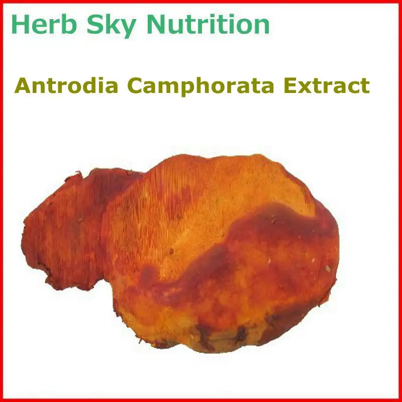 

100% Natural& High quality Antrodia/ Antrodia Camphorata Extract with free shipping, immunity enhancement