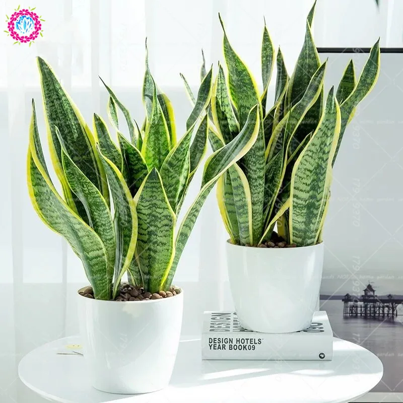

100pcs Sansevieria trifasciata Prain Rare Tiger flower succulent plants Succulent Purifying air potted plants