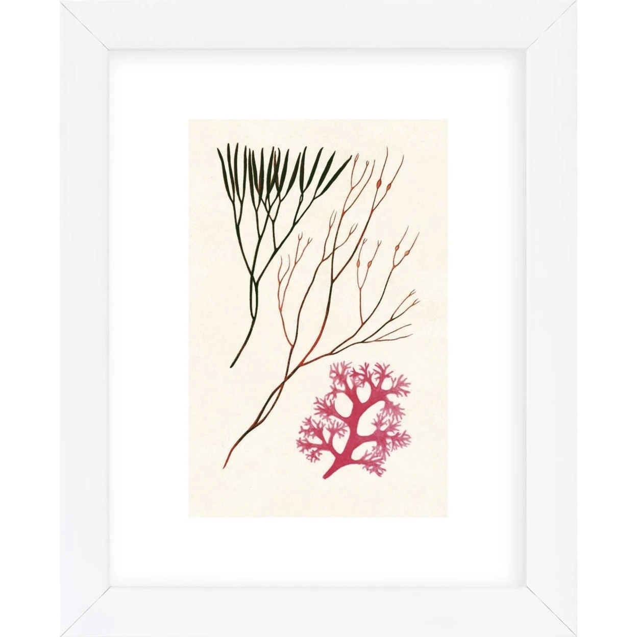 Algae 24 (Framed) (2)