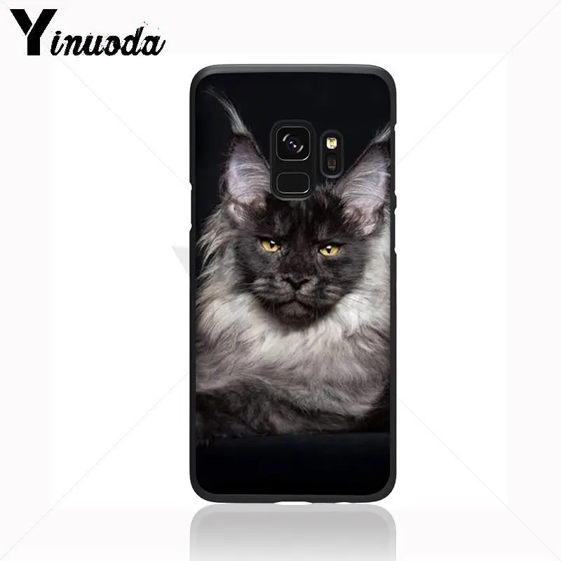 pet maine coon cat