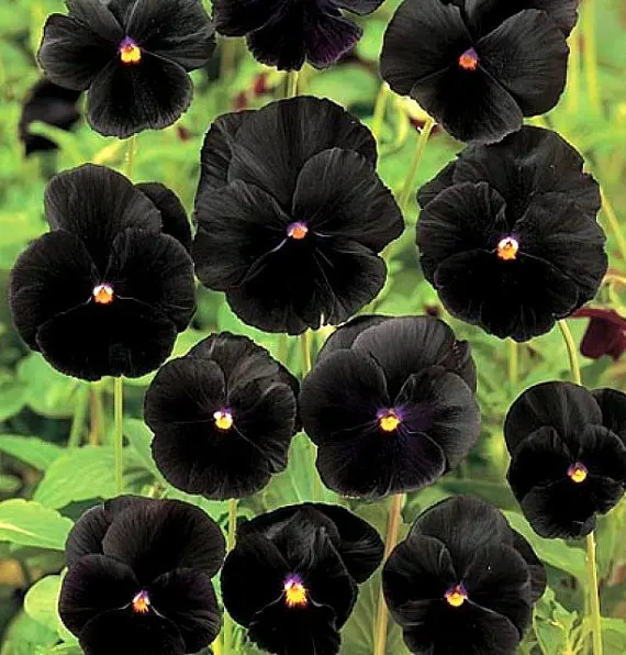 Pansy-o-viola-semi-nero-fiore-annuale-heirloom-non-ogm.jpg