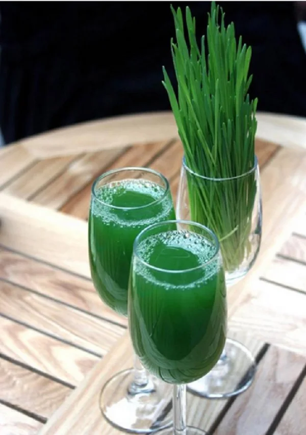 Витграсс растение. Сок витграсс. Витграсс ростки пшеницы. Витграсс для женщин. Витграсс жидкий.