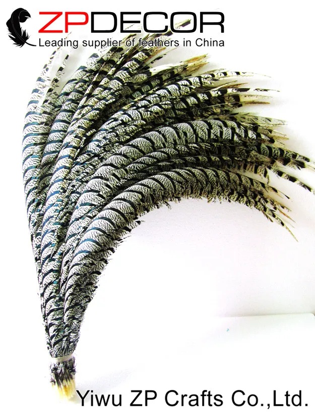 Natural ZEBRA Lady Amherst Pheasant Tail Feathers (2)