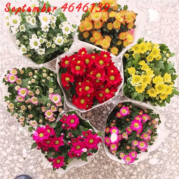 

harmful 100pcs Rare calliopsis Plants Cosmos bipinnatus Plantas coreopsis flower bonsai Chrysanthemum Branch bonsai plant home
