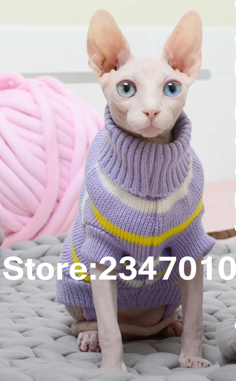 sphynx cat in jumper