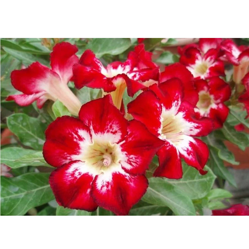 

ZLKING 2 Pack Variegated Adenium Obesum Golden Pink Desert Rose Flowers Bonsai