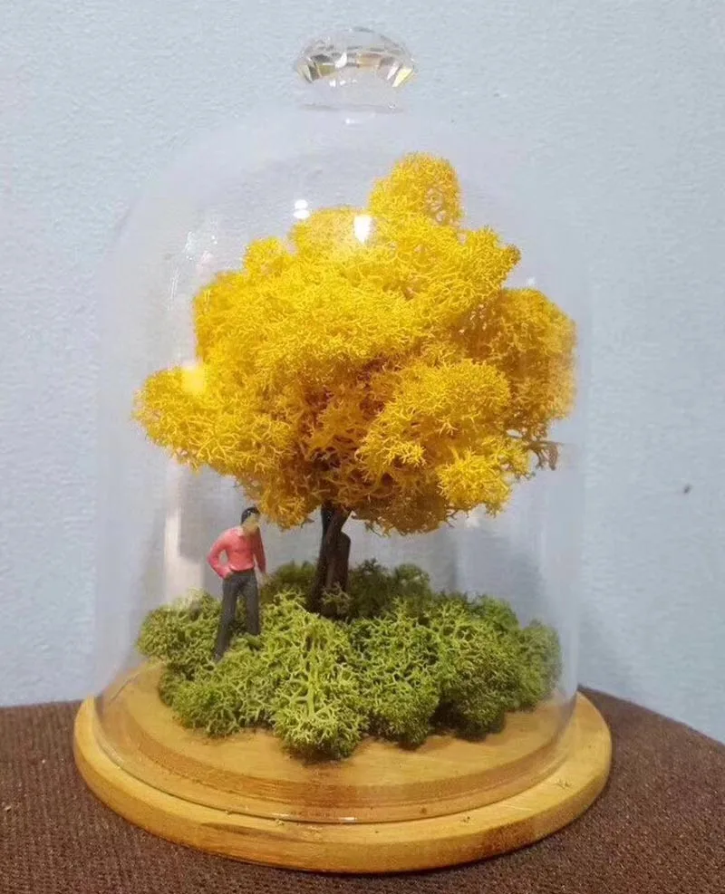 preserved moss cp1