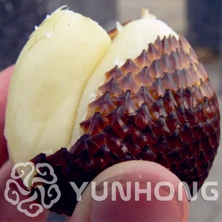 

Free Shipping 20pcs Snake Fruit Bonsai Healthy And Delicious Fruit Plant The Budding Rate 96% Rare Garden Semi Frutta Semente