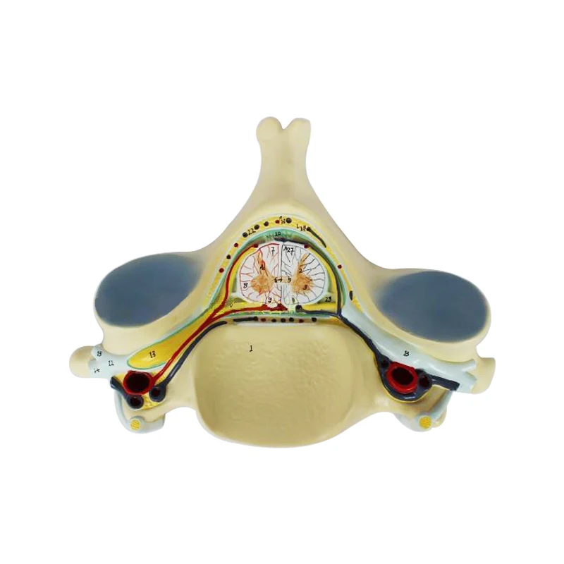

Free Shipping&Fifth Cervical Spine Model with Medulla Spinalis and Spinal Nerve Amplification Anatomy Medical Humans Bone Model