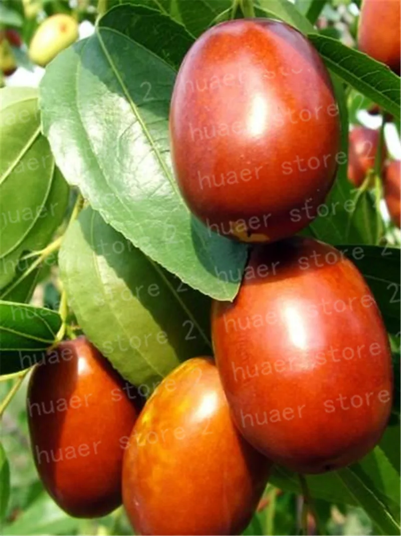 

10Pcs /Giant Sweet Jujube planting Bonsais Potted Fruit tree plants Outdoor Home Garden Decoration