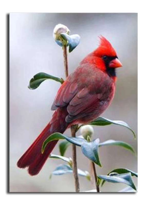 670d02c7c949a8b4033f0bfa5d620afc--love-birds-pretty-birds