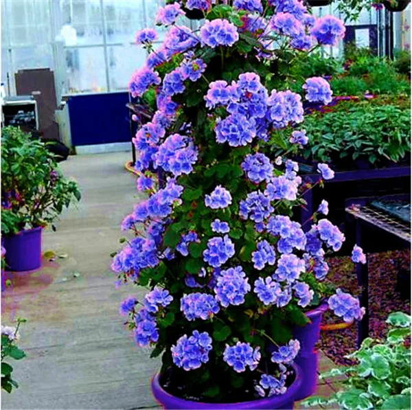 100 szt rzadkie wspinaczka Geranium Pelargonium Peltatum drzewo Bonsai wieloletnich kwiat kryty pokoje ogród doniczkowa roślina Easy rosną tanie i dobre opinie Kwitnące rośliny Mini duże małe średnie Wykluczone Bardzo proste Upiększających Rośliny ogrodowe Subtropikalnych 100 szt rzadkie wspinaczka Geranium Pelargonium Peltatum drzewo Bonsai wieloletnich kwiat kryty pokoje ogród doniczkowa roślina Easy rosną tanie i dobre opinie Kwitnące rośliny Mini duże małe średnie Wykluczone Bardzo proste Upiększających Rośliny ogrodowe Subtropikalnych
