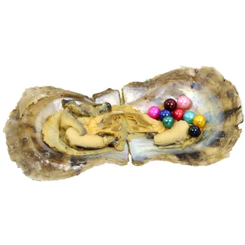 

Wish party live show Seawater Mysterious Vacuum-packed Oyster Wish Pearls akoya Shell With 9 round wish love Pearls Inside AR040