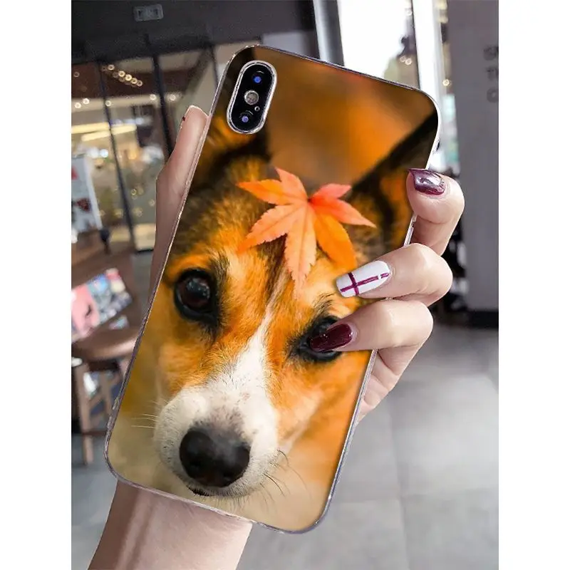 Jack Russell Terrier Dog