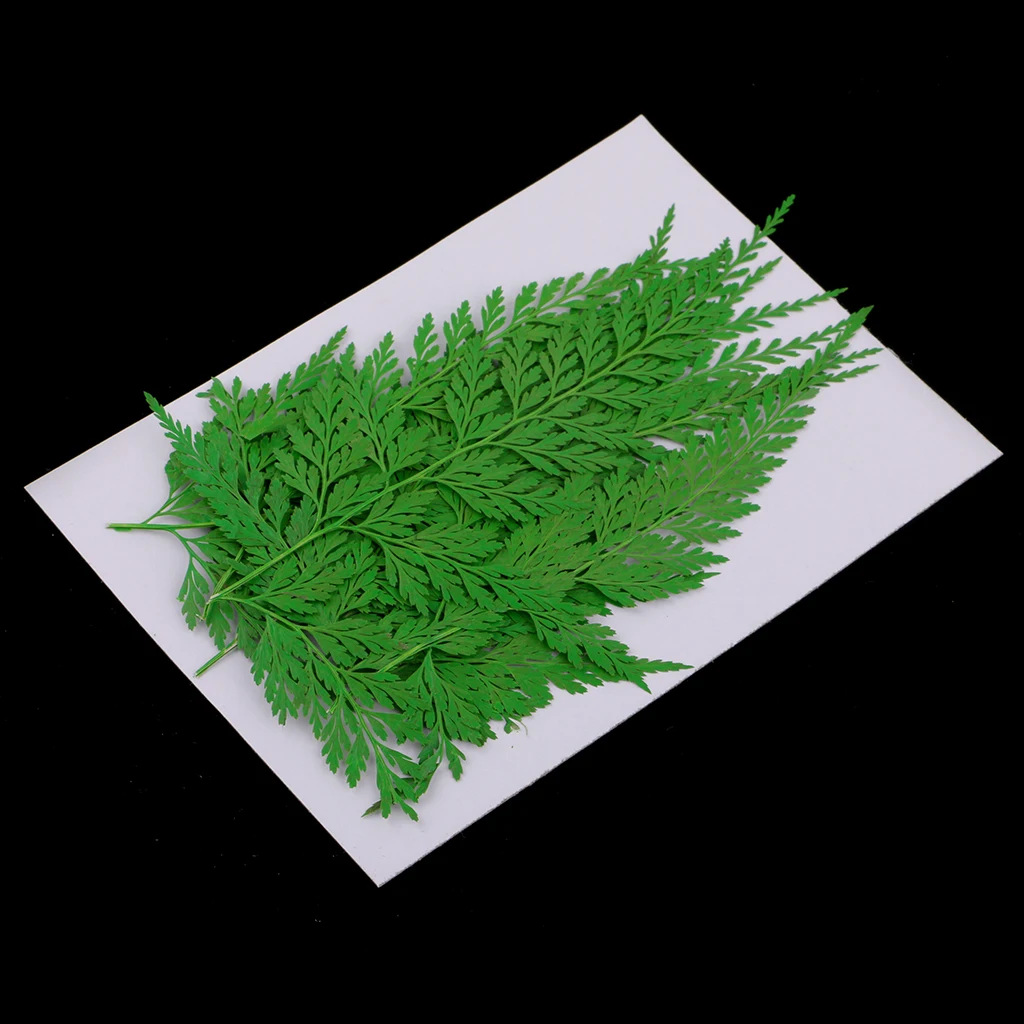 12x Pressed Dried Flower Dry Ferns Leaves For DIY Craft Bookmark Card Making