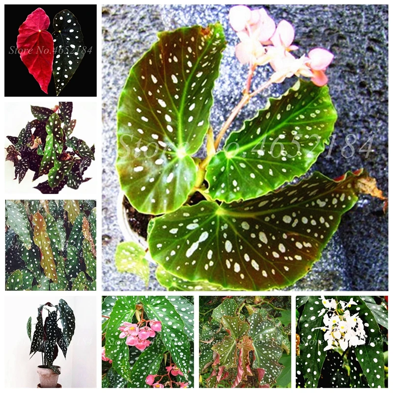 

100 Pcs/ Bag Rare Color Begonia Bonsai Balcony Flower, Indoor Blooming Plants Radiation Protection Potted Plant, Easy to Grow