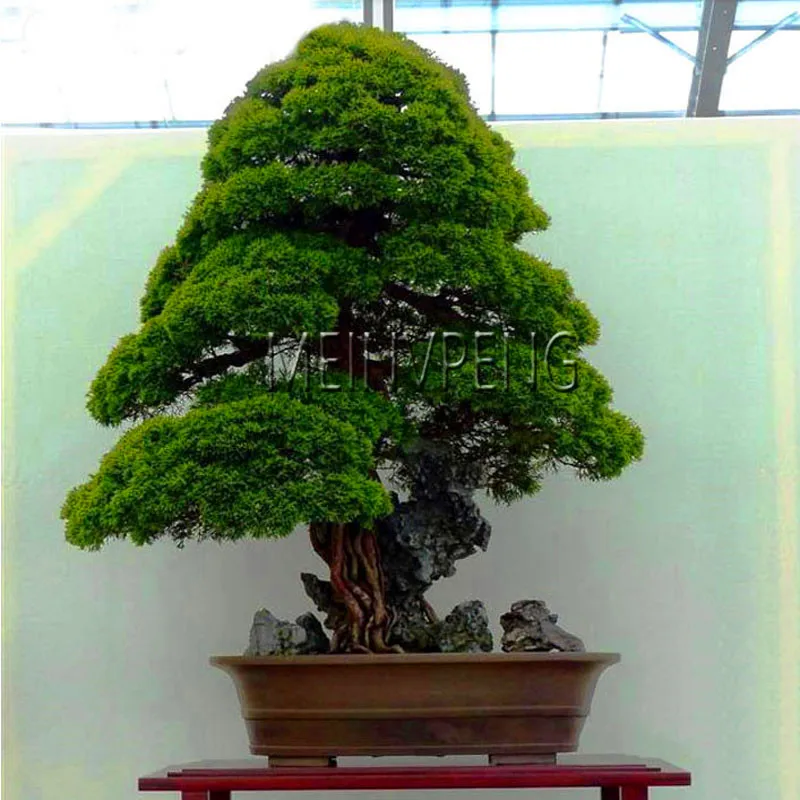 Lowest Price!100% True Sacred Japanese Cedar tree bonsai plant fir plant, home gardens, Free Shipping 100flores Lowest Price!100% True Sacred Japanese Cedar tree bonsai plant fir plant, home gardens, Free Shipping 100flores